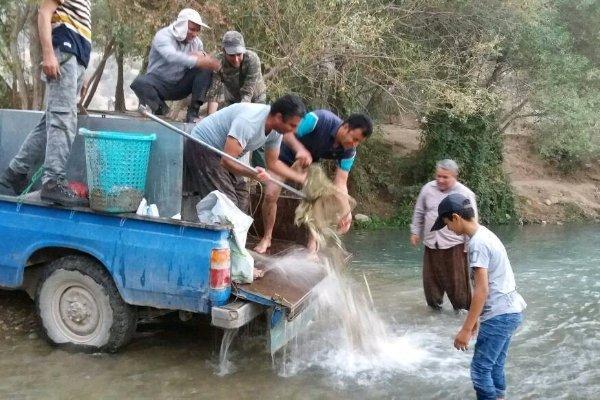 نجات قریب به 10 هزار قطعه ماهی گرفتار شده در یک آبگیر کوچک نجات قریب به 10 هزار قطعه ماهی گرفتار گردیده در یک آبگیر کوچک