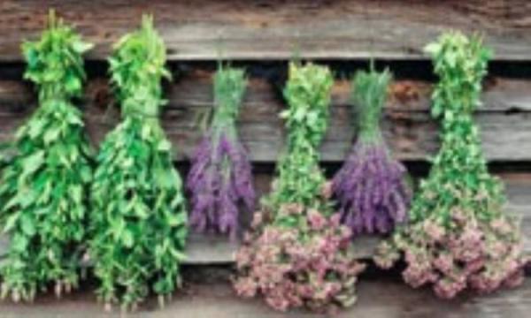 آشنائی با گیاهان داروئی و خواص آنها آشنائی با گیاهان داروئی و خواص آنها