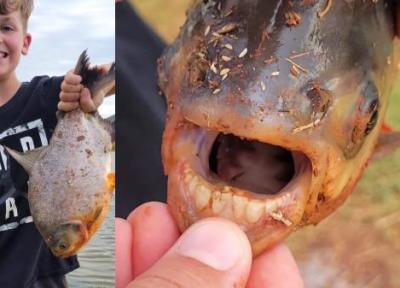 شکار یک ماهی عجیب با دندان های شبیه انسان، عکس