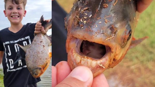 شکار یک ماهی عجیب با دندان های شبیه انسان، عکس